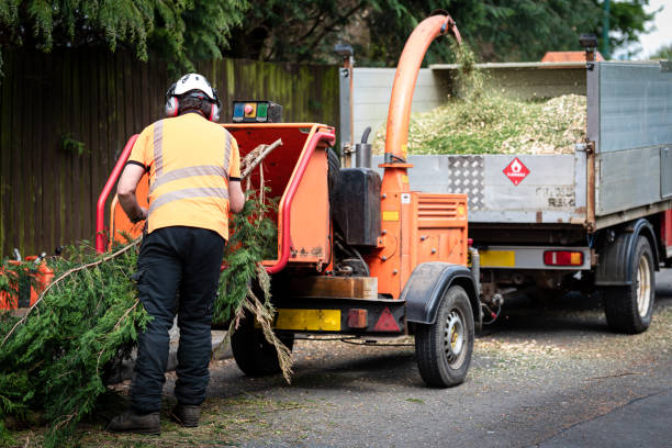 Reliable Wood River, NE Tree Services Solutions
